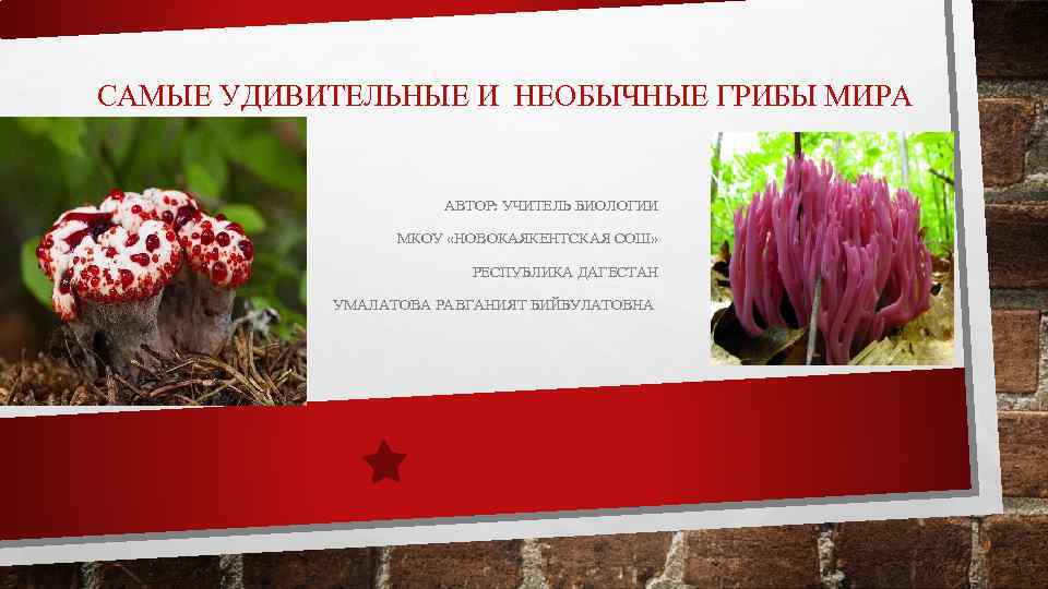 САМЫЕ УДИВИТЕЛЬНЫЕ И НЕОБЫЧНЫЕ ГРИБЫ МИРА АВТОР: УЧИТЕЛЬ БИОЛОГИИ МКОУ «НОВОКАЯКЕНТСКАЯ СОШ» РЕСПУБЛИКА ДАГЕСТАН