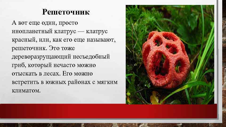 Решеточник А вот еще один, просто инопланетный клатрус — клатрус красный, или, как его