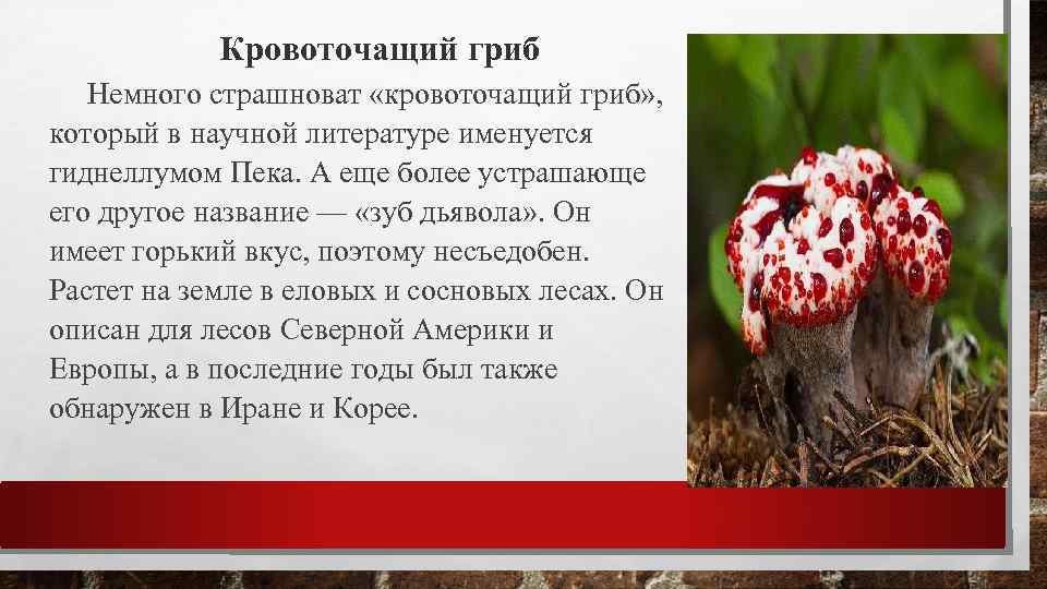 Кровоточащий гриб Немного страшноват «кровоточащий гриб» , который в научной литературе именуется гиднеллумом Пека.