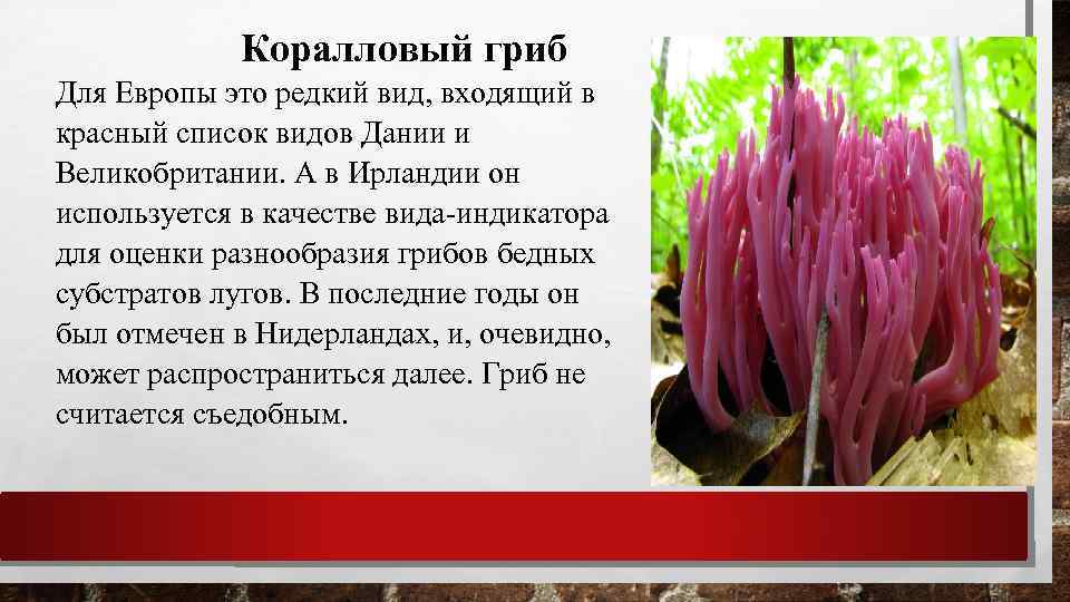 Коралловый гриб Для Европы это редкий вид, входящий в красный список видов Дании и