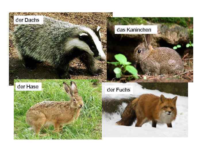der Dachs das Kaninchen der Hase der Fuchs 