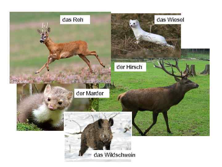 das Reh das Wiesel der Hirsch der Marder das Wildschwein 