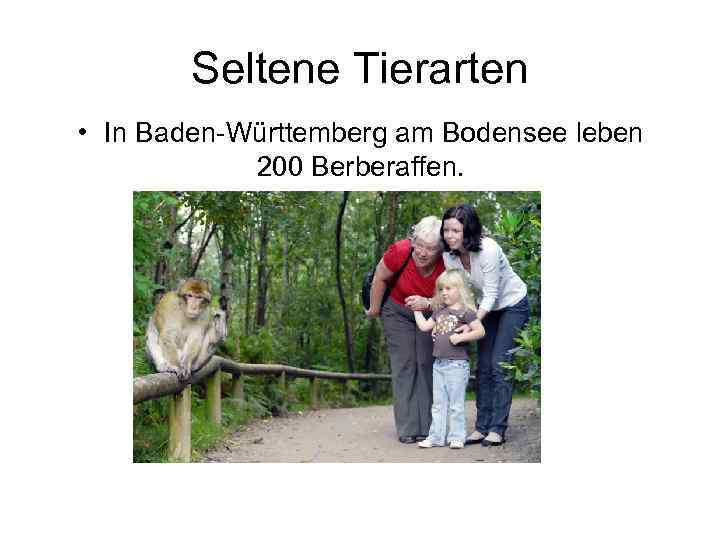 Seltene Tierarten • In Baden-Württemberg am Bodensee leben 200 Berberaffen. 