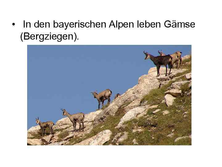  • In den bayerischen Alpen leben Gämse (Bergziegen). 