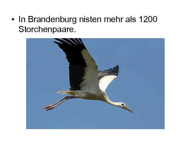  • In Brandenburg nisten mehr als 1200 Storchenpaare. 