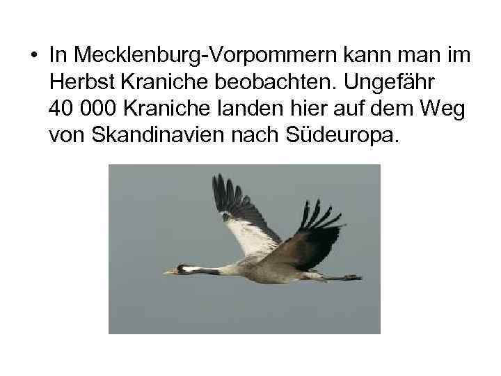  • In Mecklenburg-Vorpommern kann man im Herbst Kraniche beobachten. Ungefähr 40 000 Kraniche