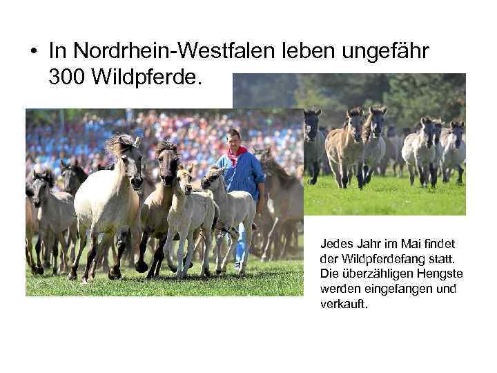  • In Nordrhein-Westfalen leben ungefähr 300 Wildpferde. Jedes Jahr im Mai findet der