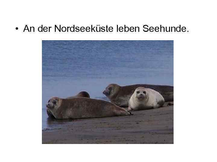  • An der Nordseeküste leben Seehunde. 