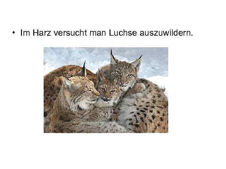  • Im Harz versucht man Luchse auszuwildern. 