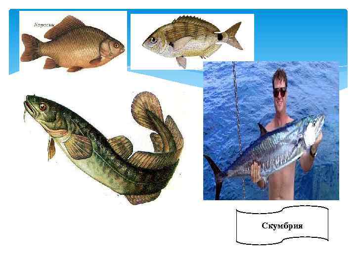 Скумбрия 