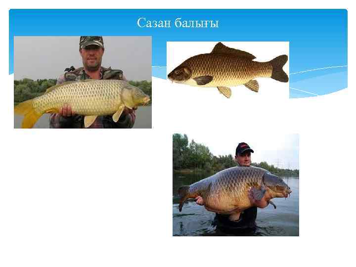 Сазан балығы 