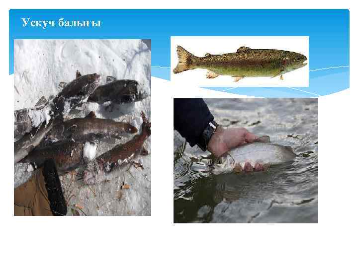 Ускуч балығы 