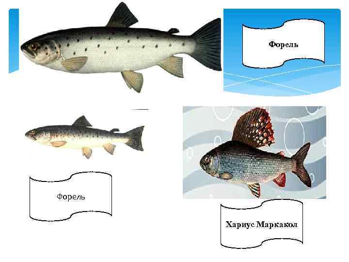 Форель Хариус Маркакол 