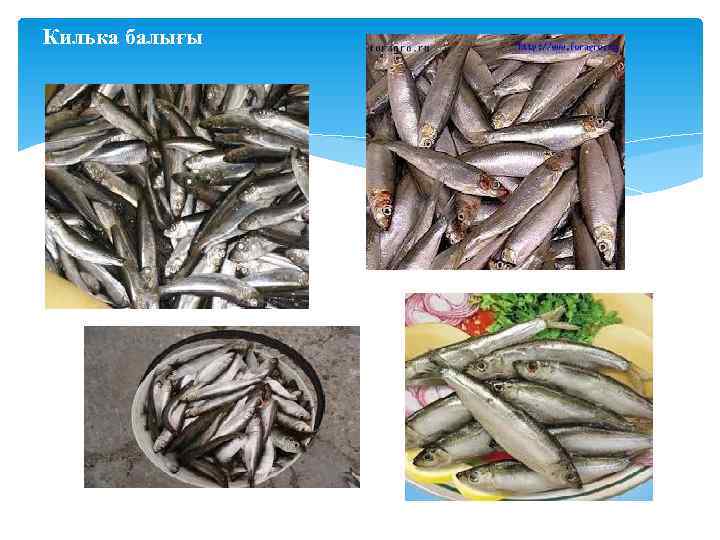 Килька балығы 