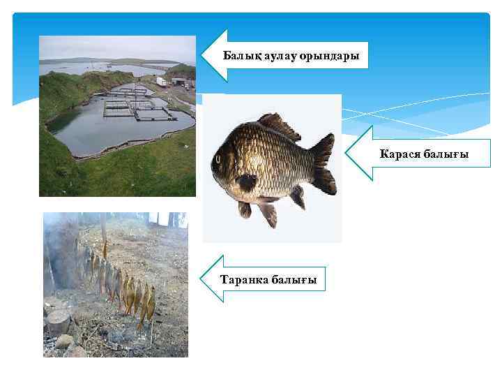 Балық аулау орындары Карася балығы Таранка балығы 