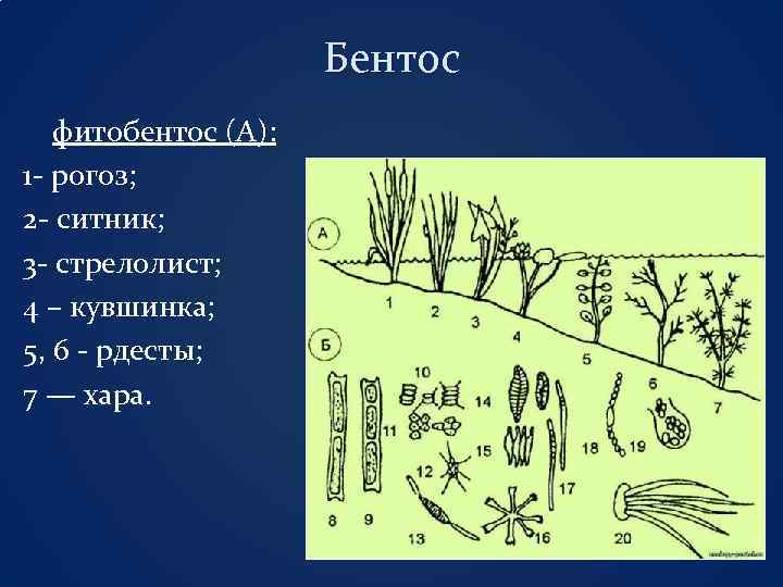 Бентос фитобентос (А): 1 - рогоз; 2 - ситник; 3 - стрелолист; 4 –