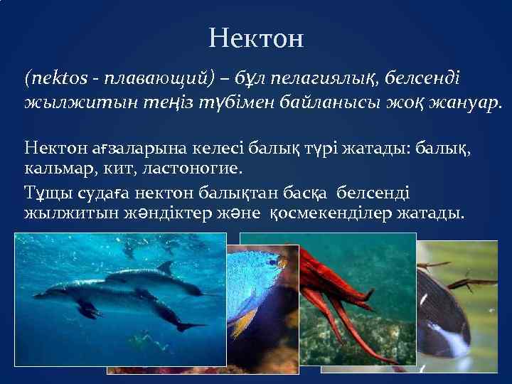 Нектон (nektos - плавающий) – бұл пелагиялық, белсенді жылжитын теңіз түбімен байланысы жоқ жануар.