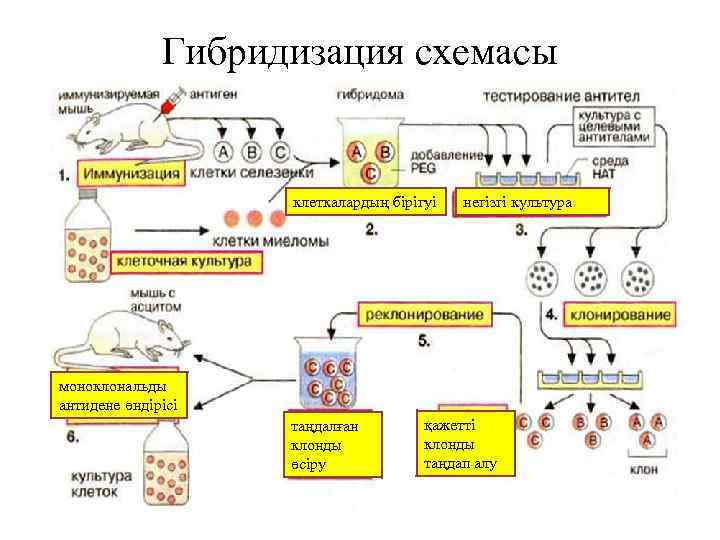 Гибридизация схемасы клеткалардың бірігуі негізгі культура моноклональды антидене өндірісі таңдалған клонды өсіру қажетті клонды