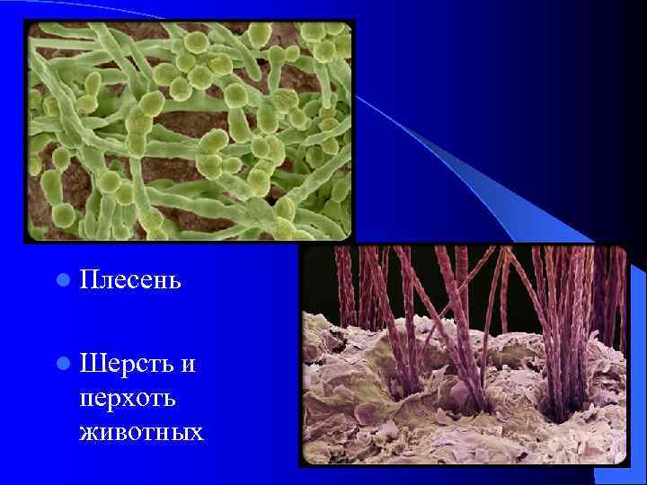 l Плесень l Шерсть и перхоть животных 