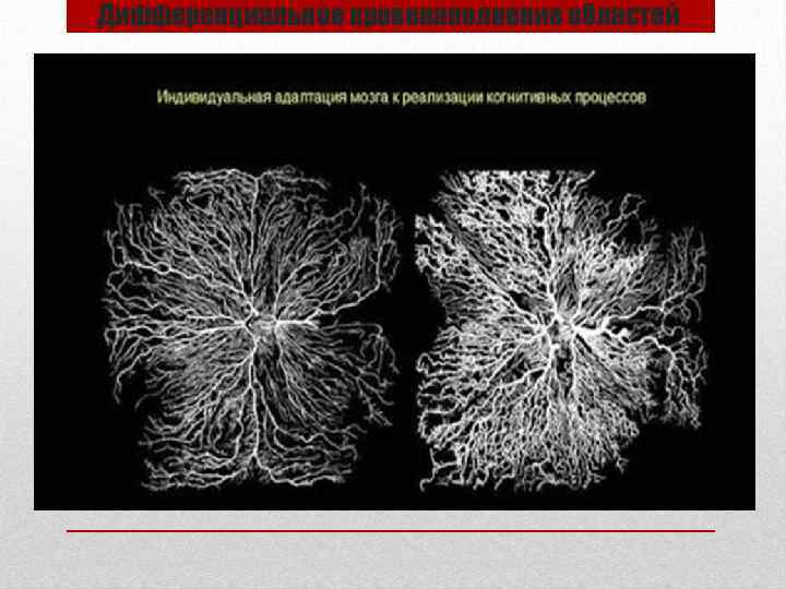 Дифференциальное кровенаполнение областей 