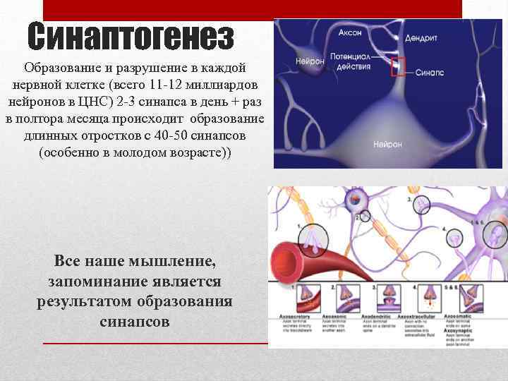 Синаптогенез Образование и разрушение в каждой нервной клетке (всего 11 -12 миллиардов нейронов в