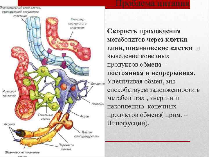 Проблема питания Скорость прохождения метаболитов через клетки глии, шванновские клетки и выведение конечных продуктов