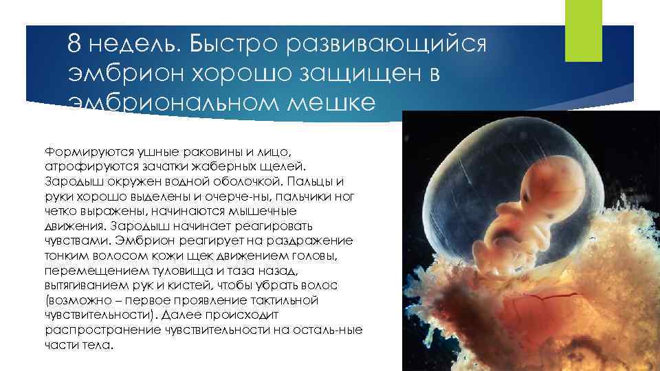 8 недель. Быстро развивающийся эмбрион хорошо защищен в эмбриональном мешке Формируются ушные раковины и