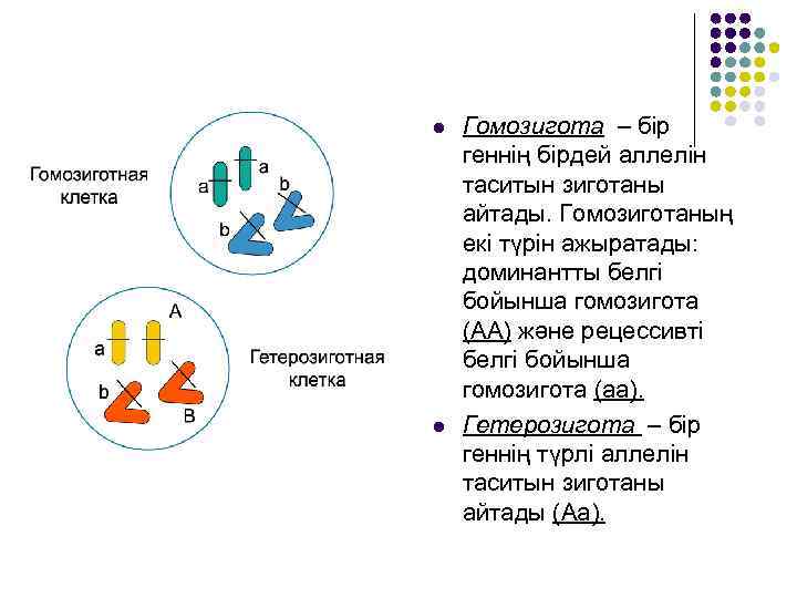  Гомозигота – бір геннің бірдей аллелін таситын зиготаны айтады. Гомозиготаның екі түрін ажыратады: