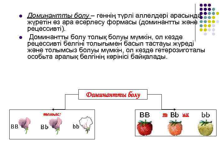  Доминантты болу – геннің түрлі аллелдері арасында жүретін өз ара әсерлесу формасы (доминантты