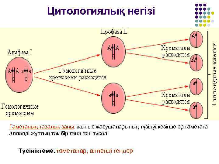 Цитологиялық негізі Гаметаның тазалық заңы: жыныс жасушаларының түзілуі кезінде әр гаметаға аллелді жұптың тек