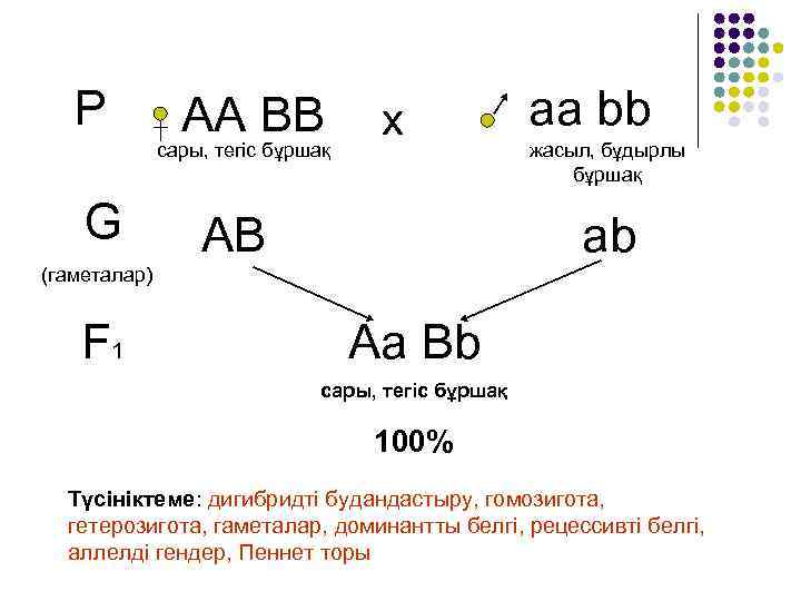 Р АА ВВ сары, тегіс бұршақ G х АВ аа bb жасыл, бұдырлы бұршақ