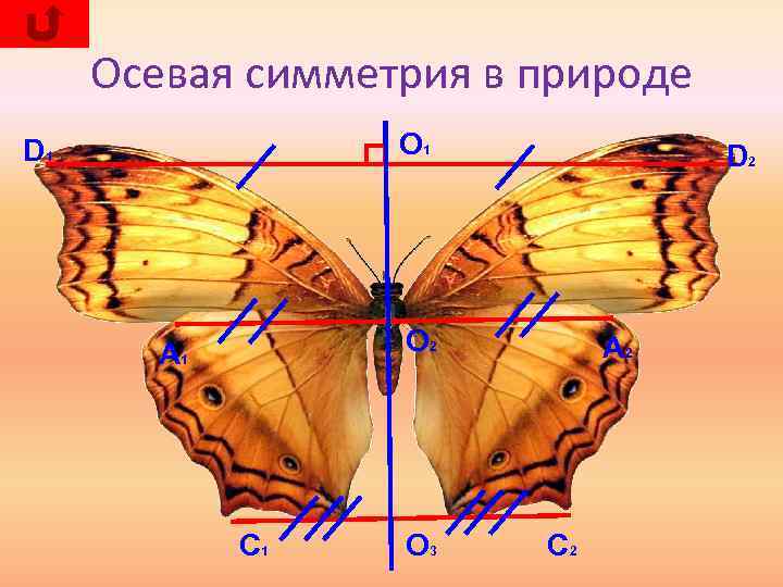 Осевая симметрия в природе О 1 D 2 О 2 A 1 C 1