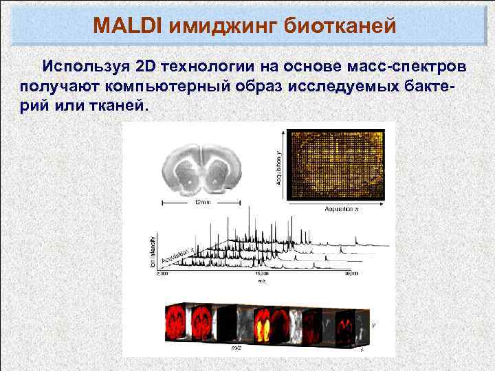 MALDI имиджинг биотканей Используя 2 D технологии на основе масс-спектров получают компьютерный образ исследуемых