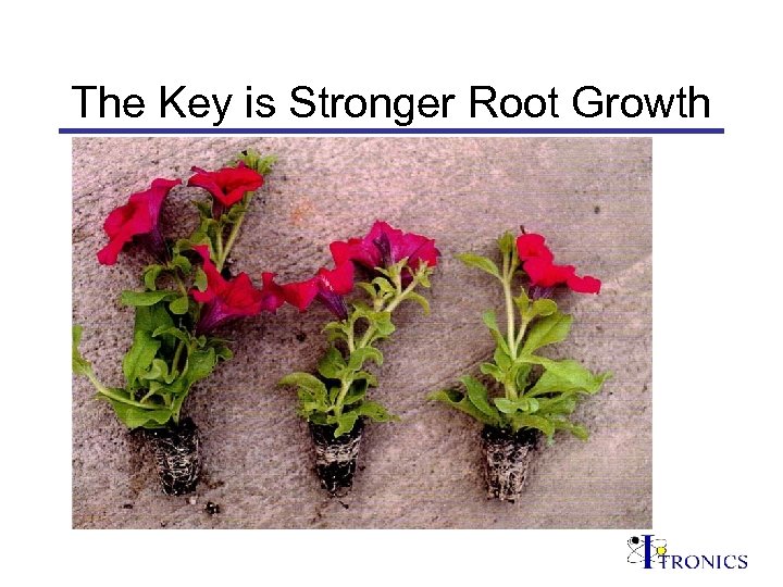 The Key is Stronger Root Growth 