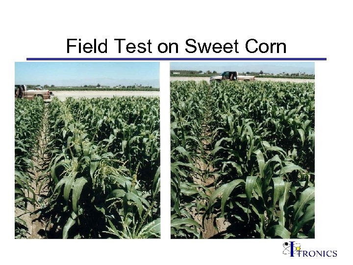 Field Test on Sweet Corn 