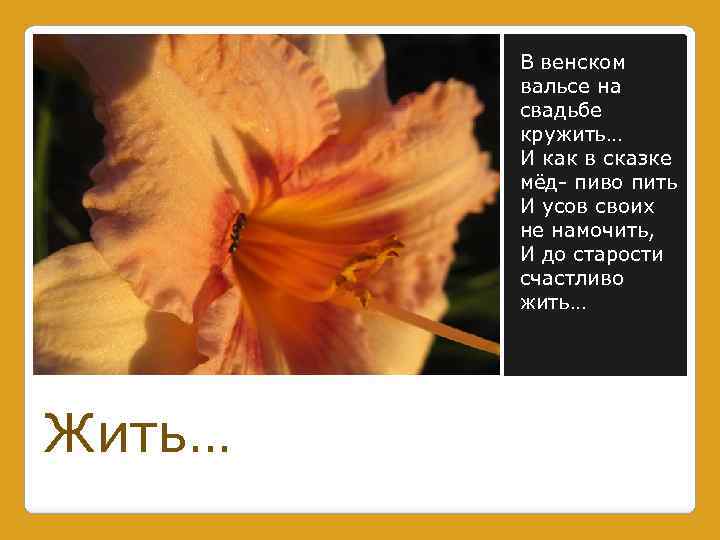 В венском вальсе на свадьбе кружить… И как в сказке мёд- пиво пить И
