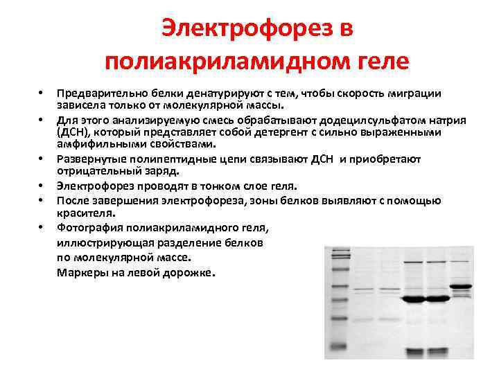 Электрофорез в полиакриламидном геле • • • Предварительно белки денатурируют с тем, чтобы скорость