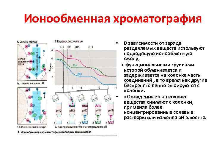 Ионообменная хроматография В зависимости от заряда разделяемых веществ используют подходящую ионообменную смолу, с функциональными