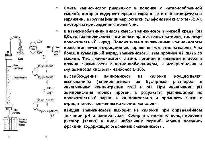  • • Смесь аминокислот разделяют в колонке с катионообменной смолой, которая содержит прочно