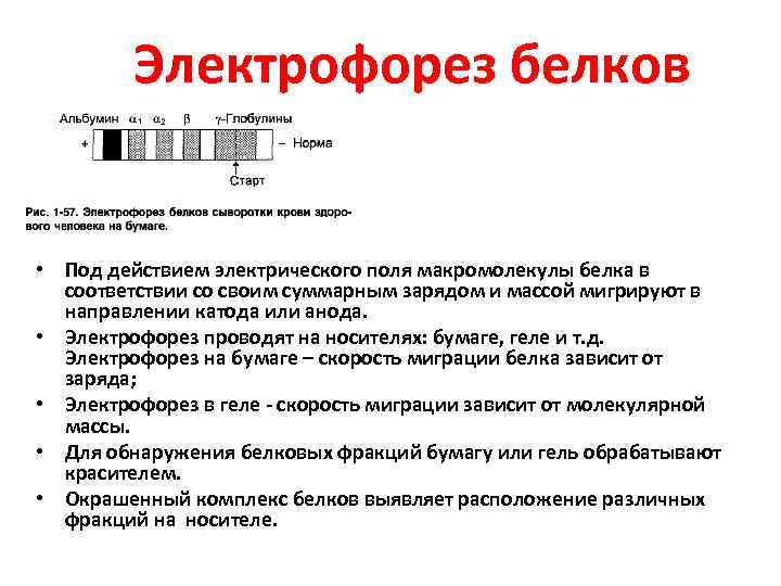 Электрофорез белков • Под действием электрического поля макромолекулы белка в соответствии со своим суммарным