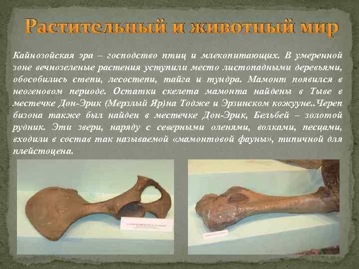 Растительный и животный мир Кайнозойская эра – господство птиц и млекопитающих. В умеренной зоне