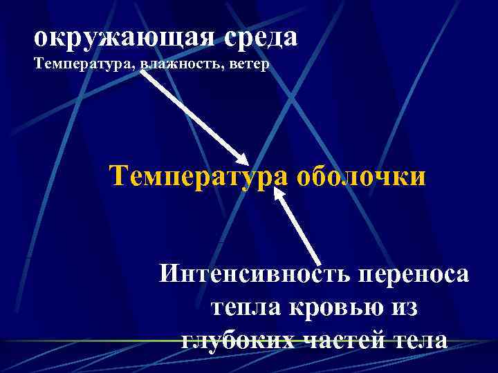 окружающая среда Температура, влажность, ветер Температура оболочки Интенсивность переноса тепла кровью из глубоких частей