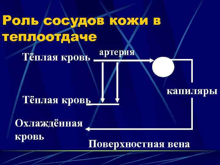 Роль сосудов кожи в теплоотдаче Тёплая кровь Охлаждённая кровь артерия капиляры Поверхностная вена 