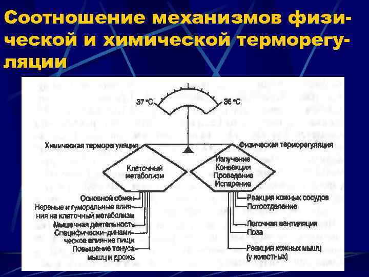 Соотношение механизмов физической и химической терморегуляции 