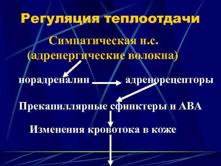 Регуляция теплоотдачи Симпатическая н. с. (адренергические волокна) норадреналин адренорецепторы Прекапиллярные сфинктеры и АВА Изменения