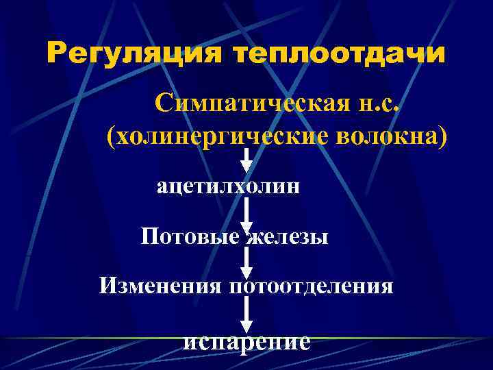 Регуляция теплоотдачи Симпатическая н. с. (холинергические волокна) ацетилхолин Потовые железы Изменения потоотделения испарение 