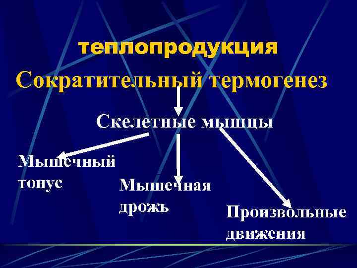 теплопродукция Сократительный термогенез Скелетные мышцы Мышечный тонус Мышечная дрожь Произвольные движения 