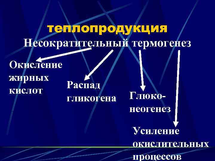 теплопродукция Несократительный термогенез Окисление жирных Распад кислот гликогена Глюконеогенез Усиление окислительных процессов 