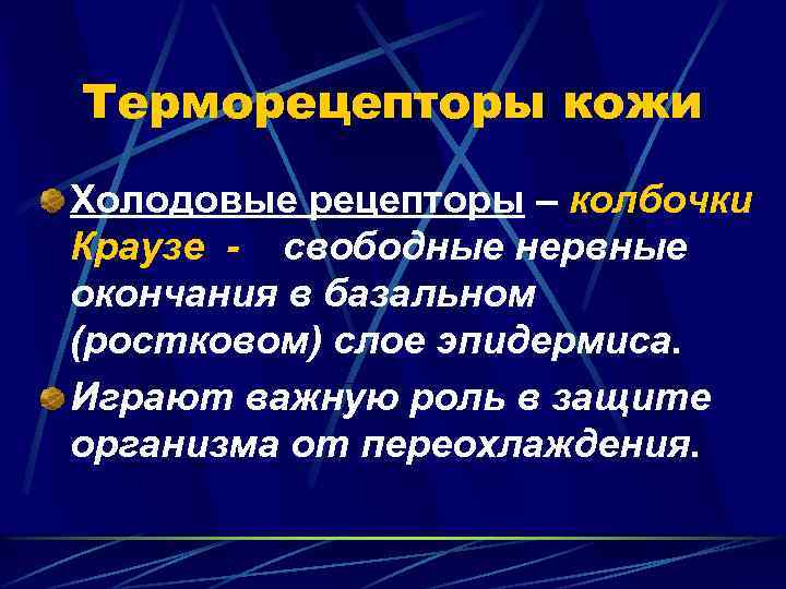 Терморецепторы кожи Холодовые рецепторы – колбочки Краузе - свободные нервные окончания в базальном (ростковом)