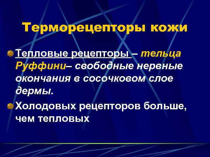 Терморецепторы кожи Тепловые рецепторы – тельца Руффини– свободные нервные окончания в сосочковом слое дермы.